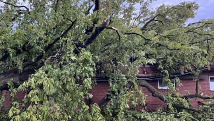 T1: Baum auf Straße in Wulmstorf & Folgeeinsätze